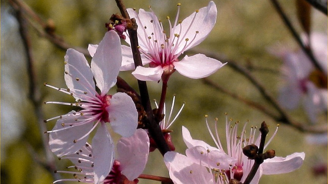 Blüten einer Blutpflaume