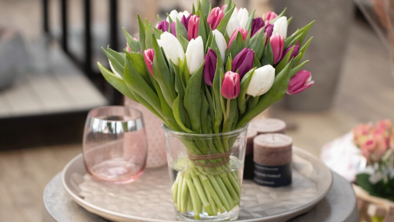 Tulips from the Nursery of the Fällanden Garden Center