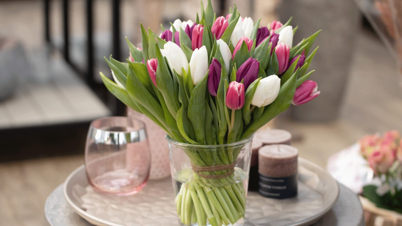 Tulpen aus der eigenen Gärtnerei im Gartencenter Fällanden