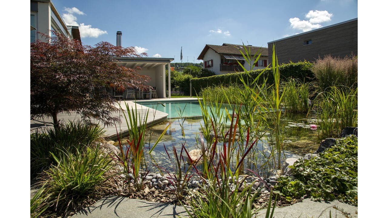 Swissteich Schwimmteich mit Schwimmbereich