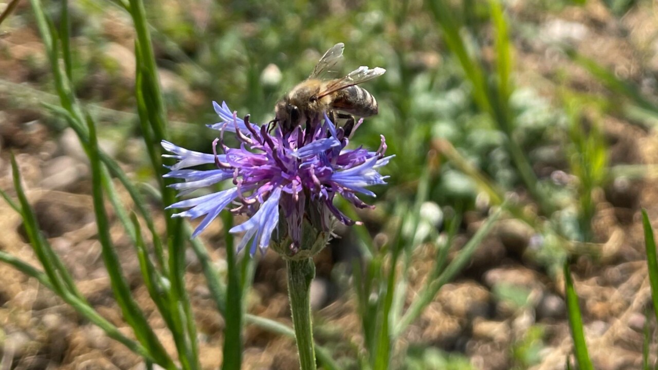 Das Vuebelle ist wertvoller Lebensraum für Wildbienen und Kleinstlebewesen