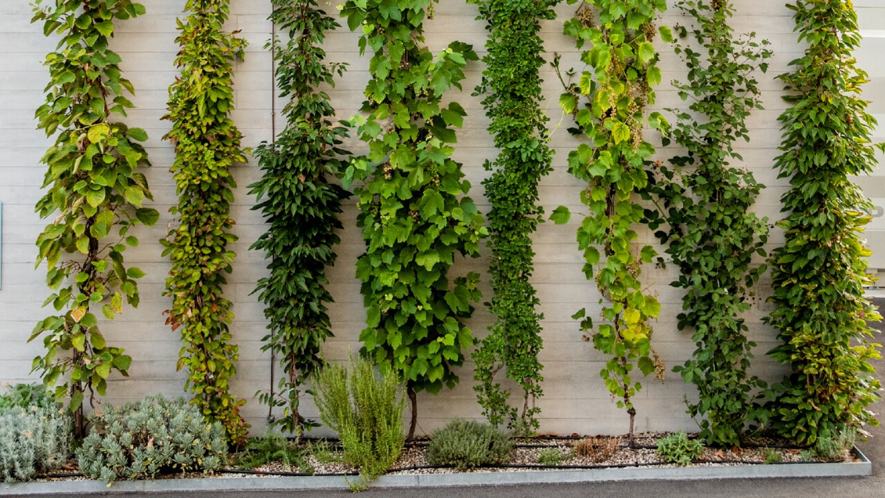 Vertikalbegrünungen steigern die Biodiversität in und leisten einen Beitrag zur Hitzeminderung.