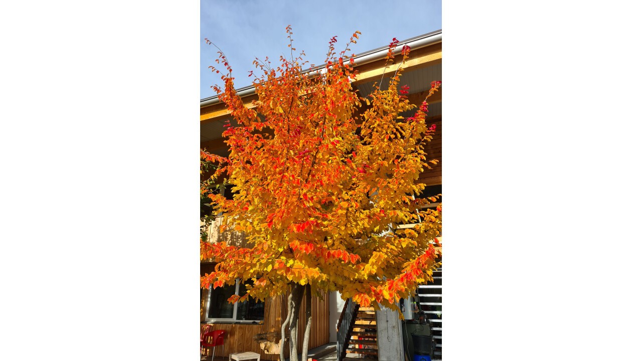 Parrotia persica - ein Baum für alle Fälle