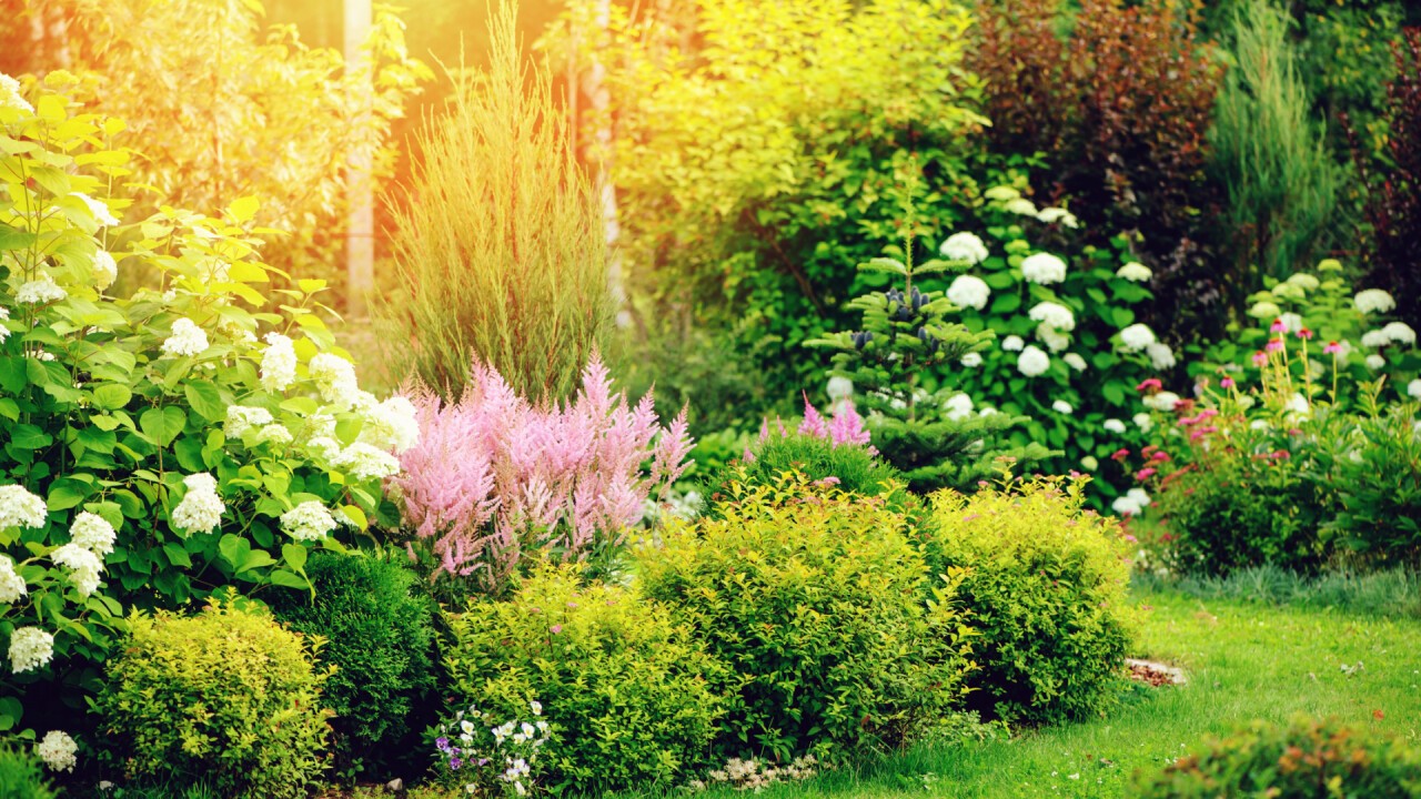 Sträucher und Bäume im Garten