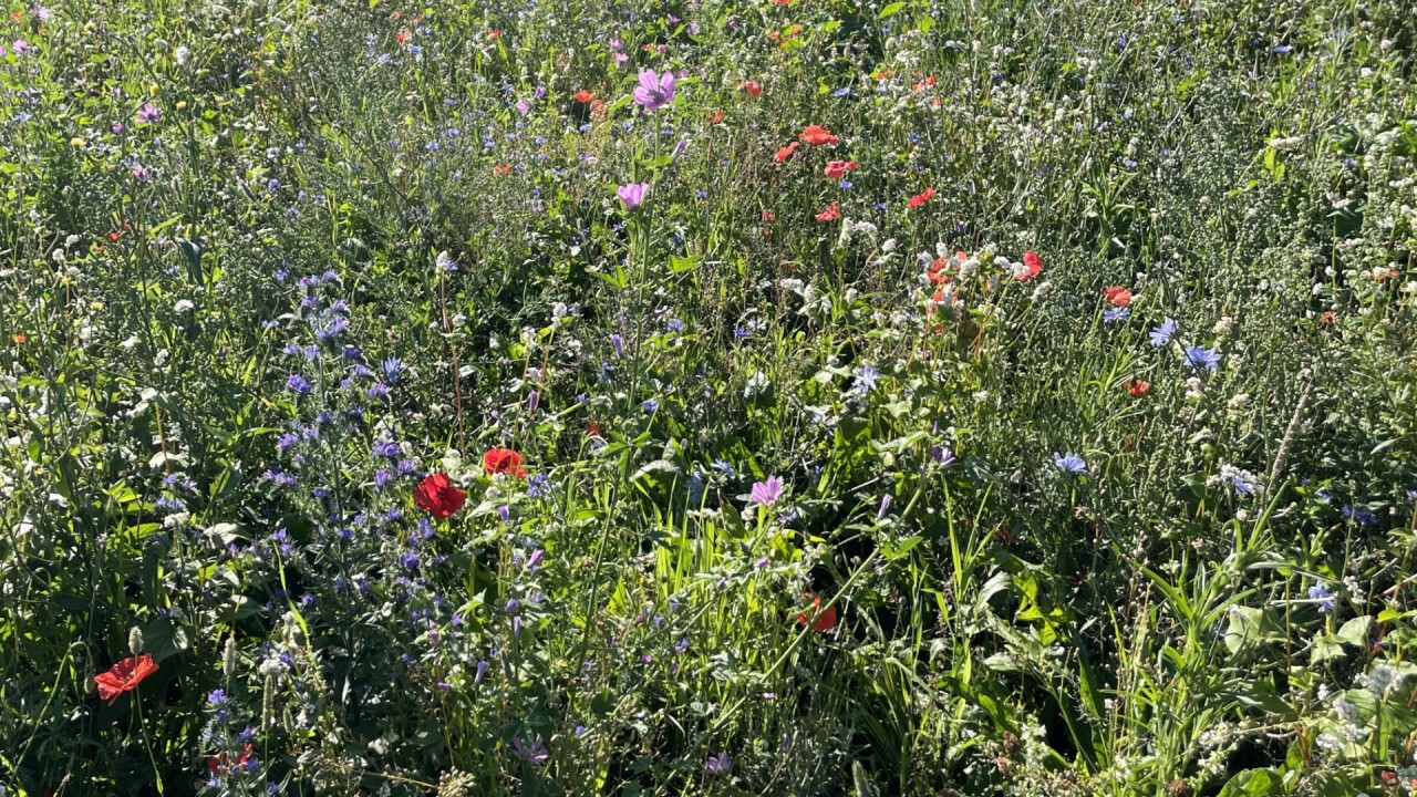 Das Vuebelle ist ein Ort der Erholung und Entschleunigung und macht Biodiversität erlebbar