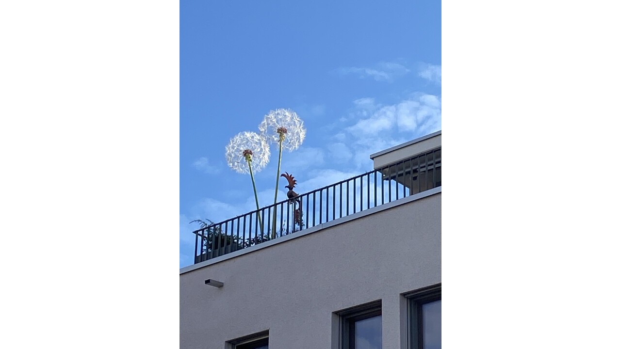 Pusteblume auf Terrasse