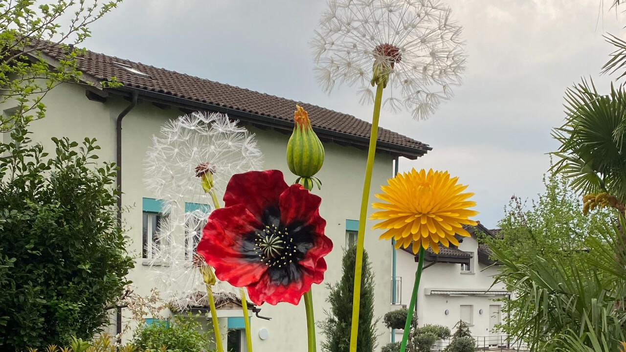 Blumenwiese XXL