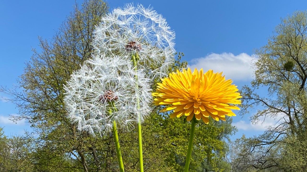 Löwenzahn gelb und als Pusteblume