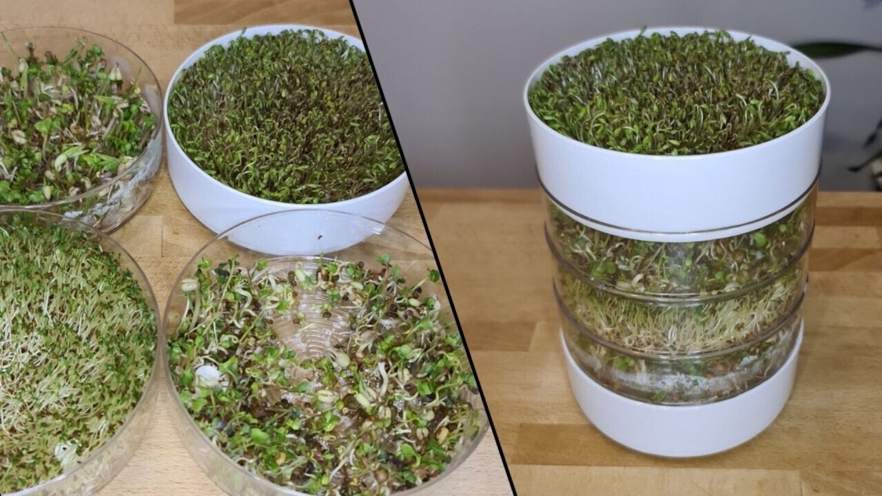 Germinator with sprouts & microgreens