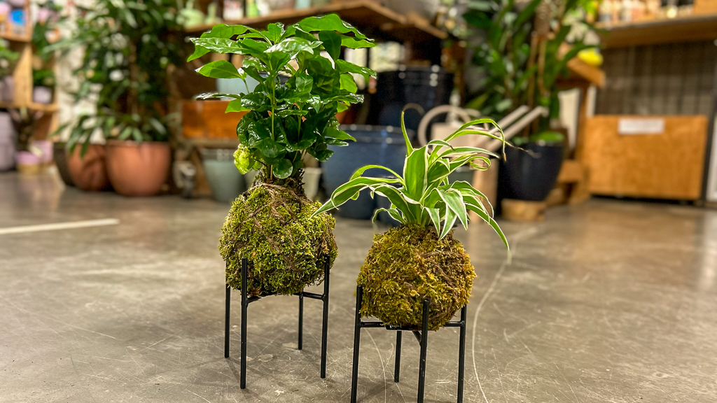 Kokedama stehend.jpg (0.5 MB)