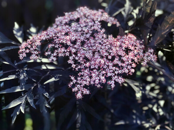 Holunder Black Lace @Rachilli/Unsplash